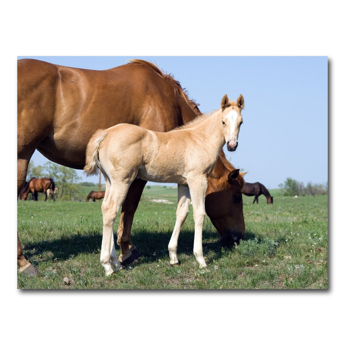 AUTO-MOCKUP WHITE | Palomino quarter horse foal and mare | 1 Piece | Gallery Wrap Canvas | group=4x3