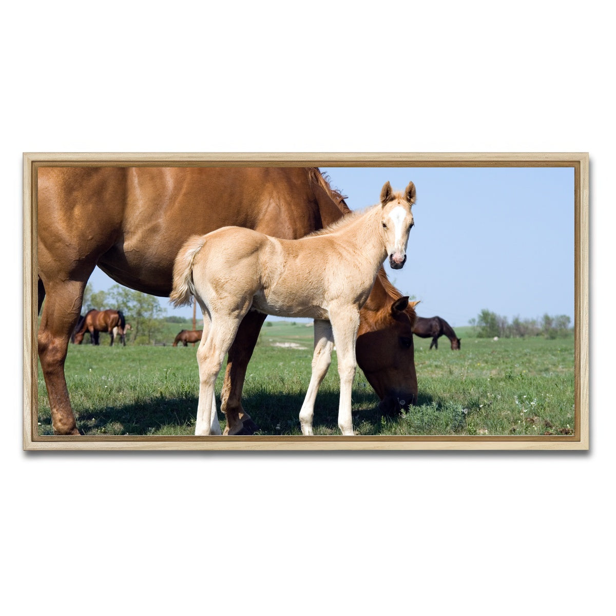 AUTO-MOCKUP WHITE | Palomino quarter horse foal and mare | 1 Piece | Natural Framed Canvas | group=2x1