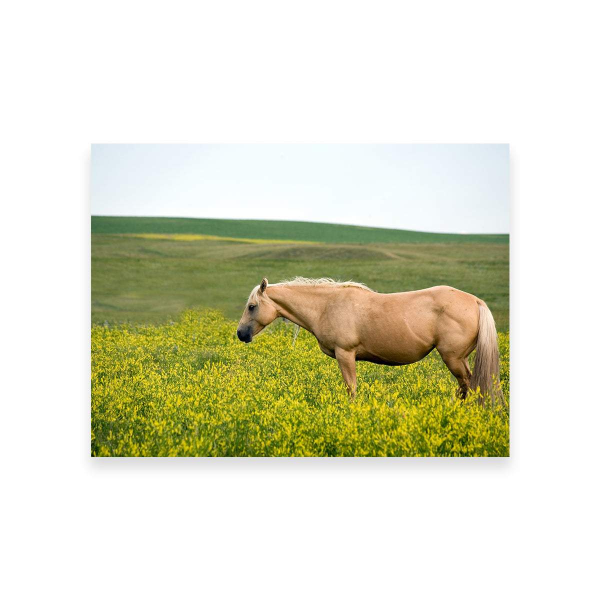 Palomino Quarter Horse Wall Art