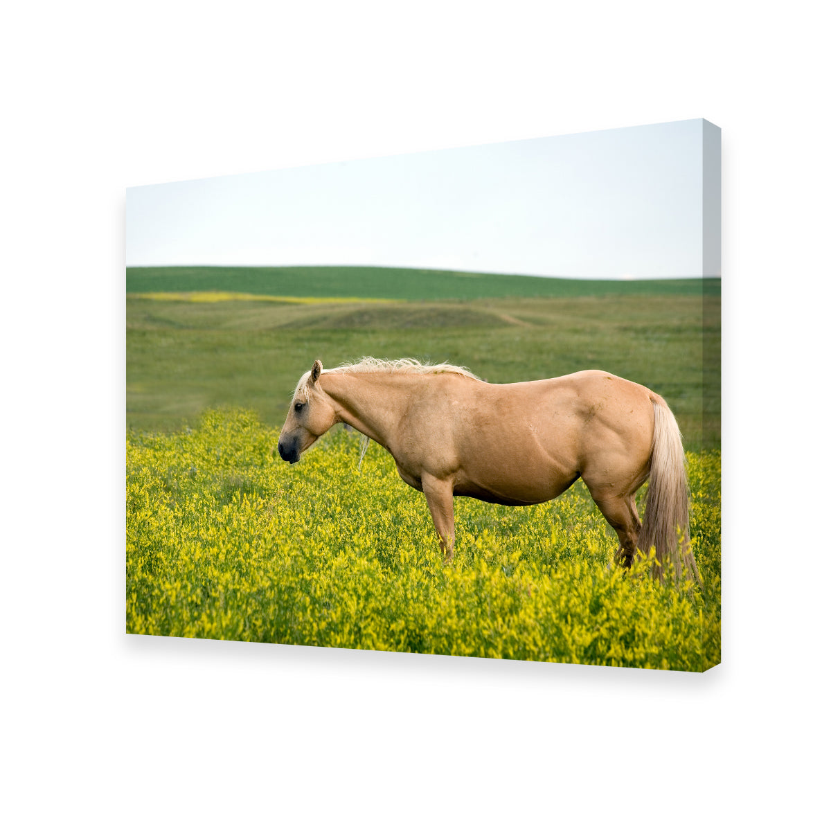 Palomino Quarter Horse Wall Art