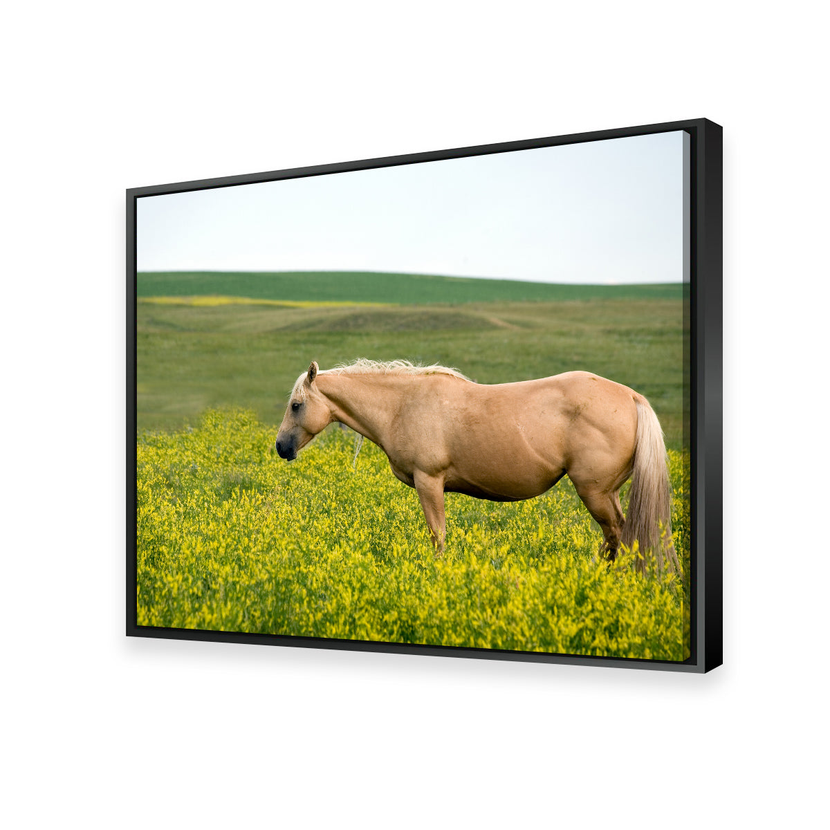 Palomino Quarter Horse Wall Art