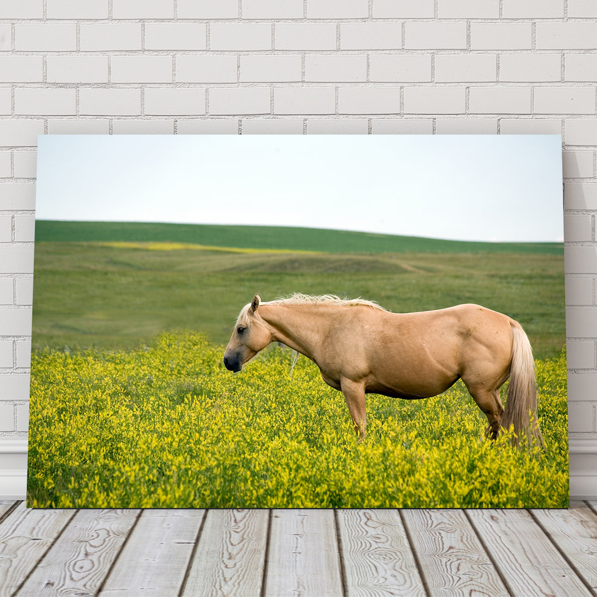 Palomino Quarter Horse Wall Art