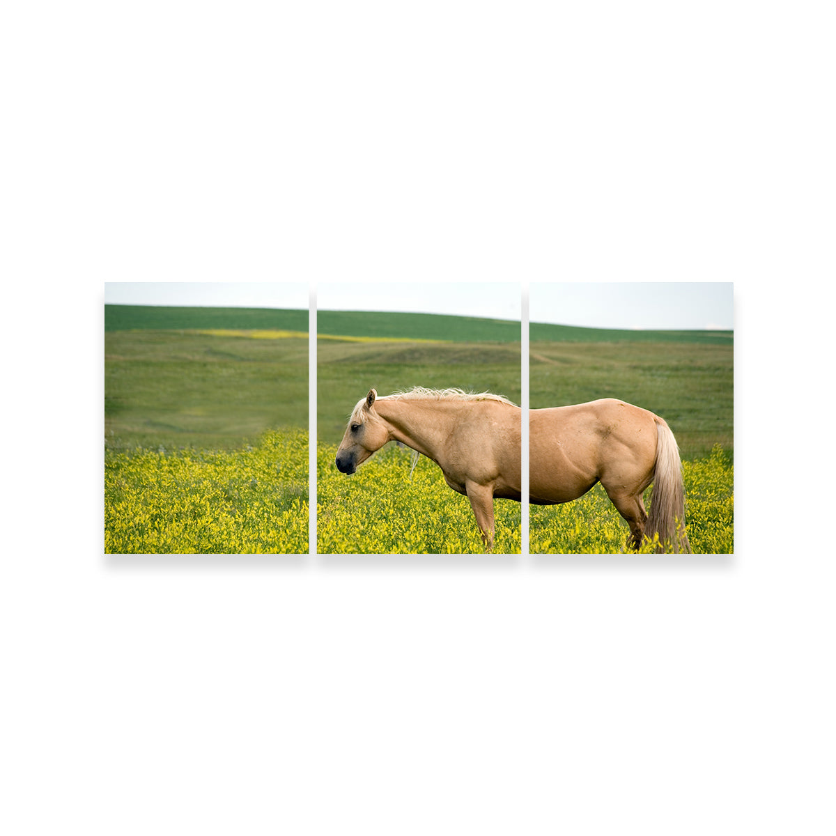 Palomino Quarter Horse Wall Art