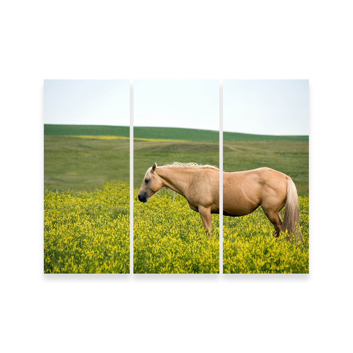 Palomino Quarter Horse Wall Art