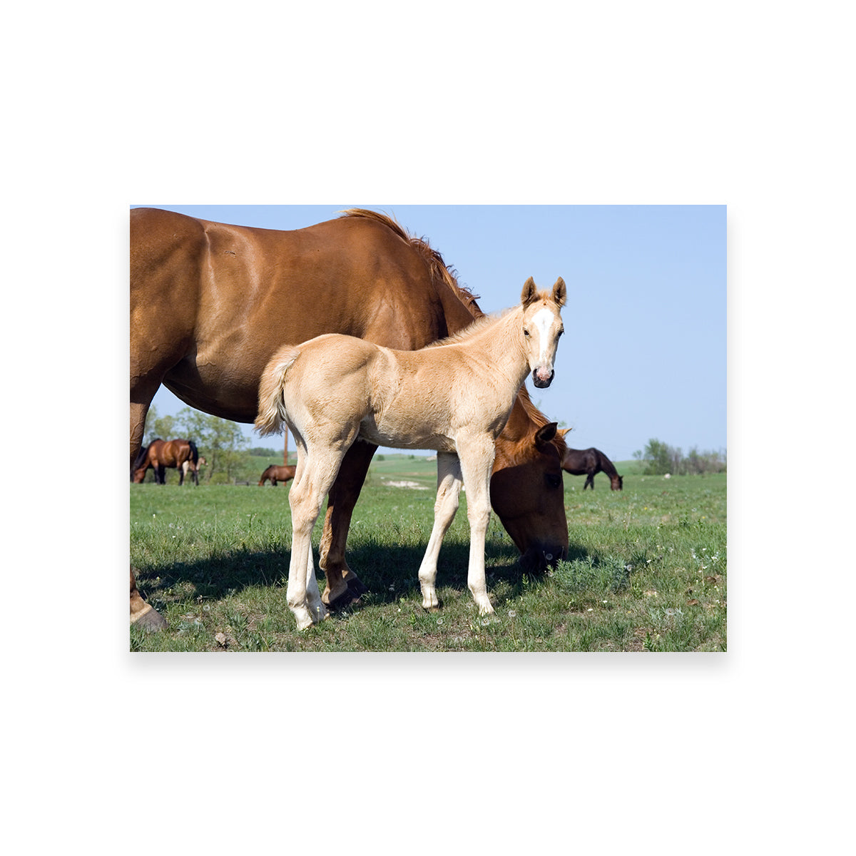 Palomino Quarter Horse Foal and Mare Wall Art