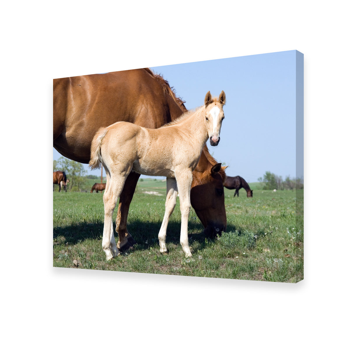 Palomino Quarter Horse Foal and Mare Wall Art