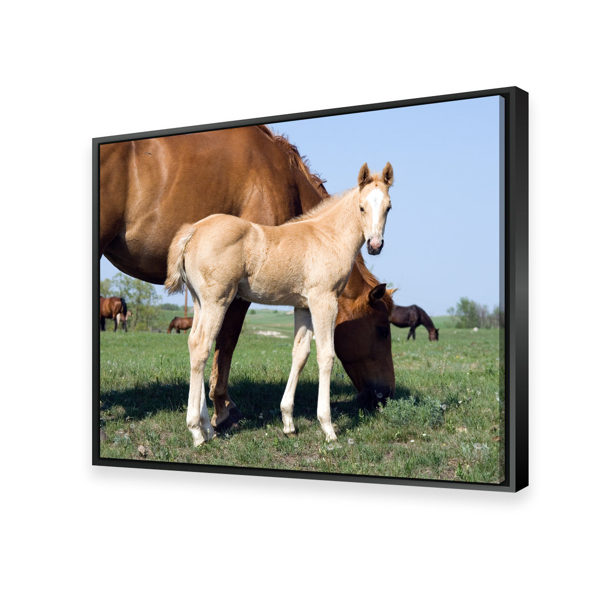 Palomino Quarter Horse Foal and Mare Wall Art