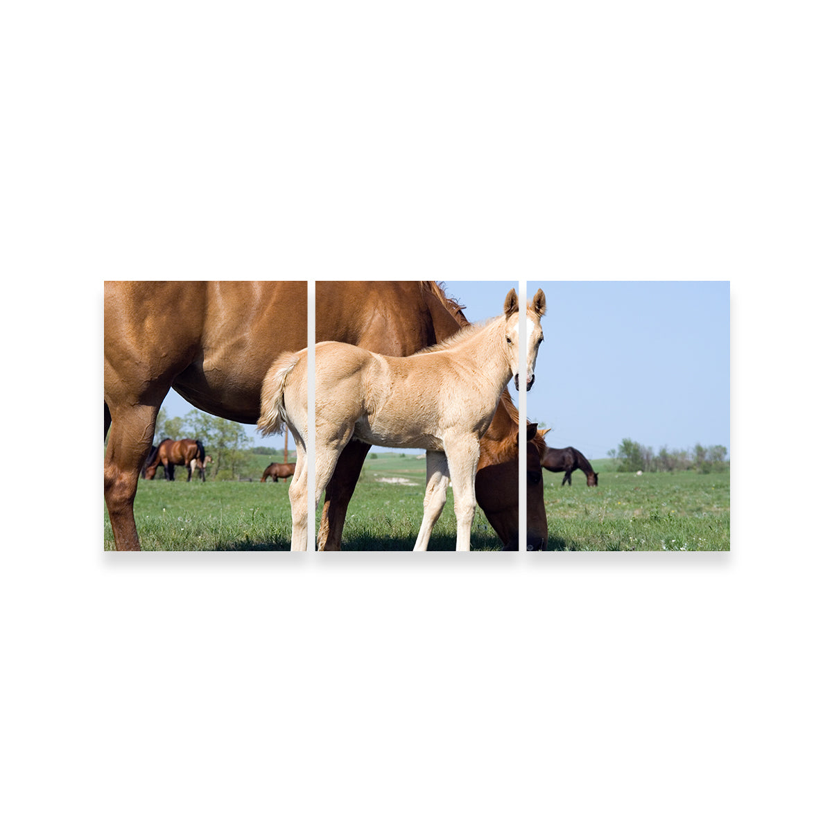 Palomino Quarter Horse Foal and Mare Wall Art