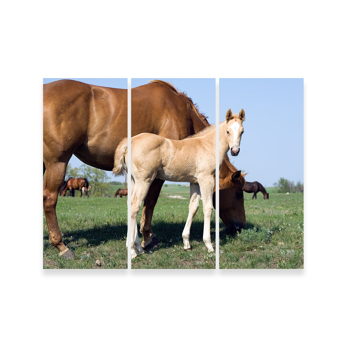 Palomino Quarter Horse Foal and Mare Wall Art