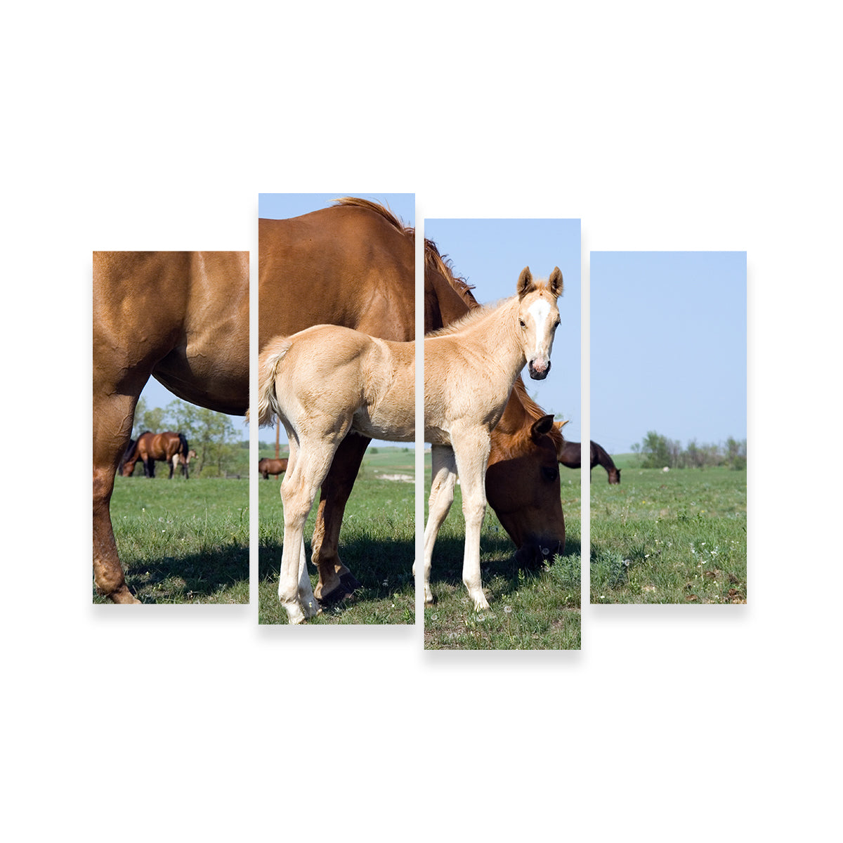 Palomino Quarter Horse Foal and Mare Wall Art
