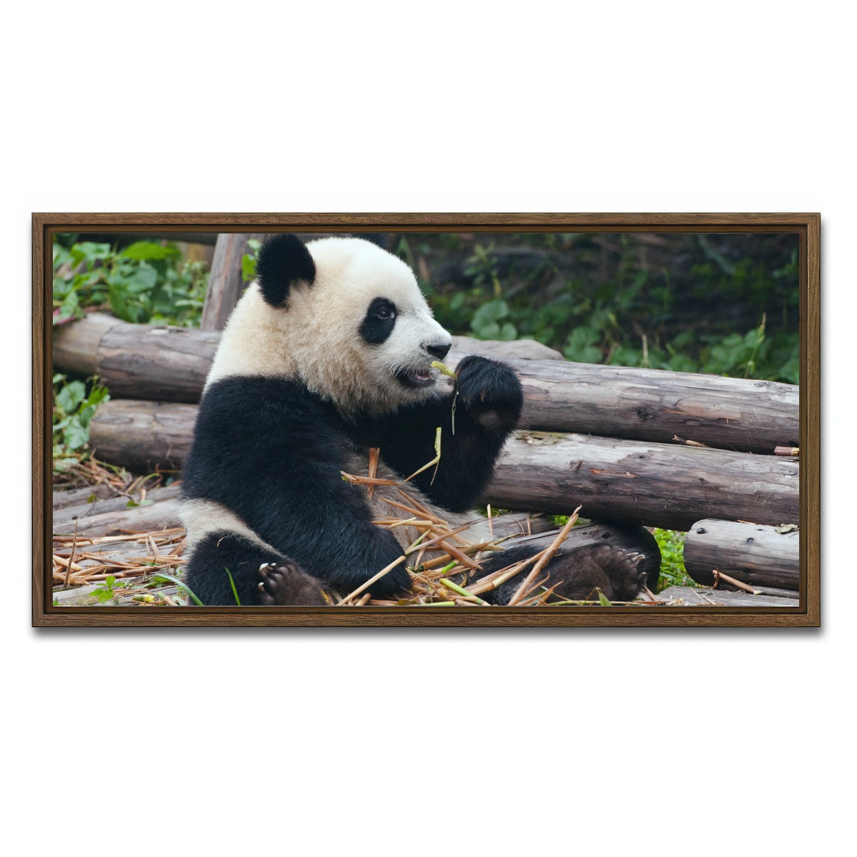 AUTO-MOCKUP WHITE | Panda bear eating bamboo | 1 Piece | Walnut Framed Canvas | group=2x1