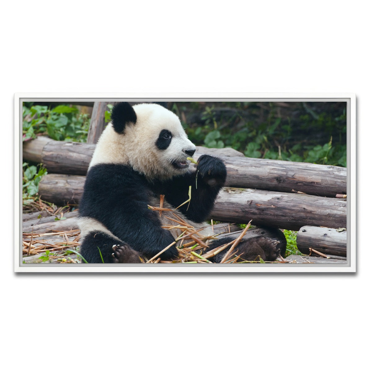 AUTO-MOCKUP WHITE | Panda bear eating bamboo | 1 Piece | White Framed Canvas | group=2x1