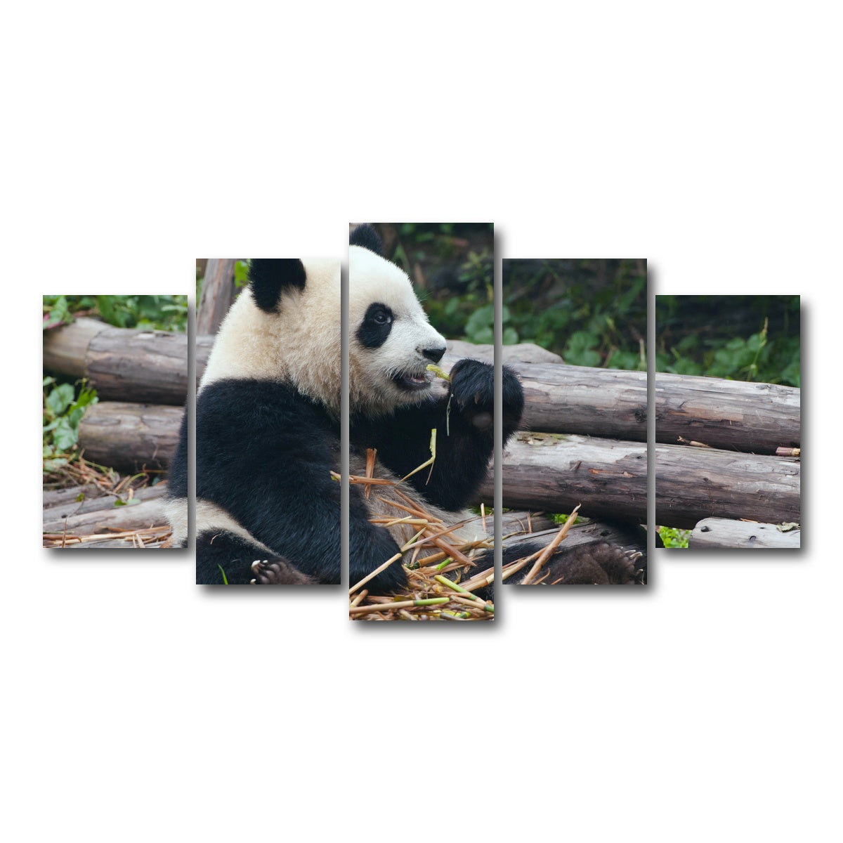 AUTO-MOCKUP WHITE | Panda bear eating bamboo | 5 Piece | Gallery Wrap Canvas | group=5_normal