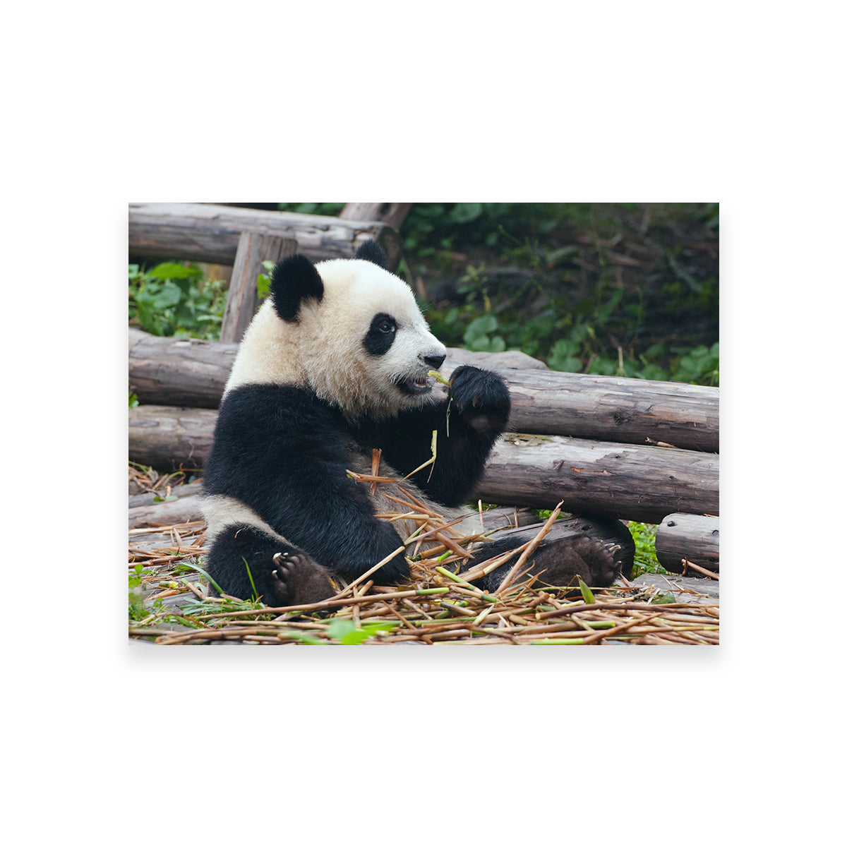 Panda Bear Eating Bamboo Wall Art