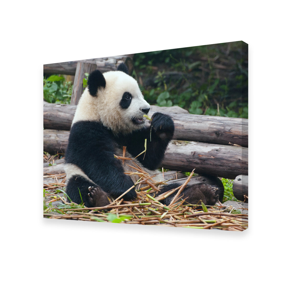 Panda Bear Eating Bamboo Wall Art