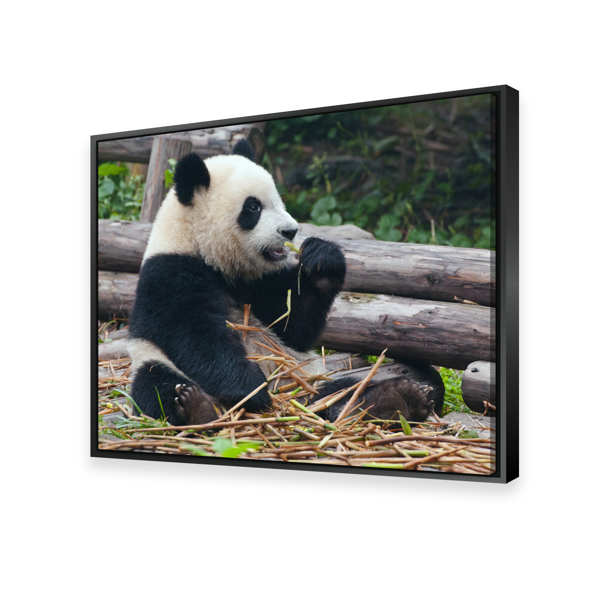 Panda Bear Eating Bamboo Wall Art