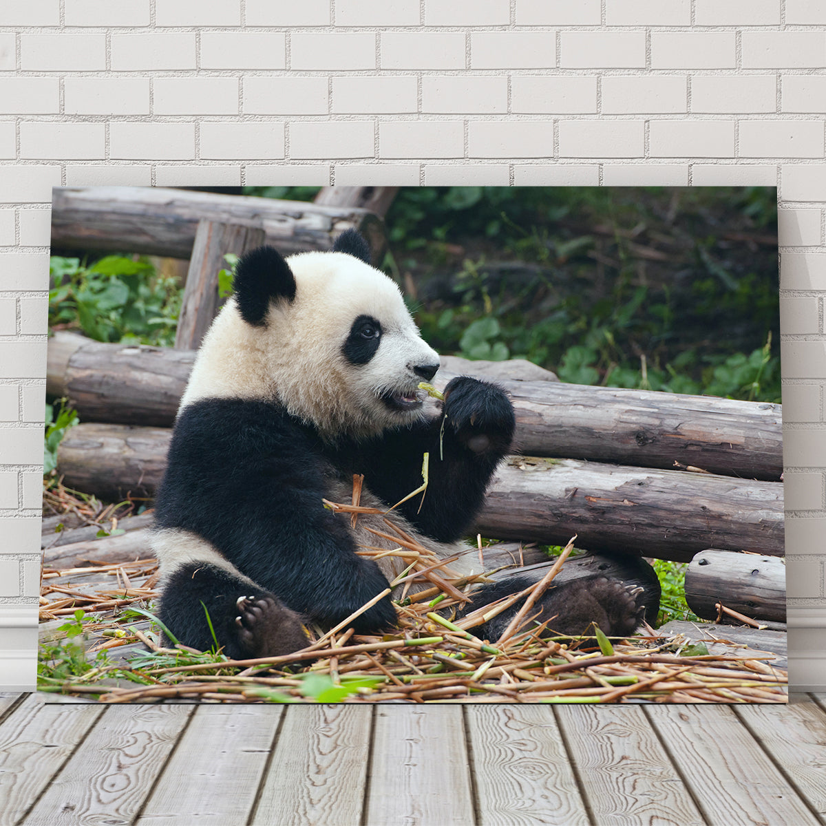 Panda Bear Eating Bamboo Wall Art