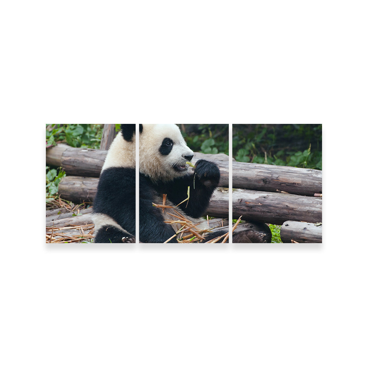 Panda Bear Eating Bamboo Wall Art