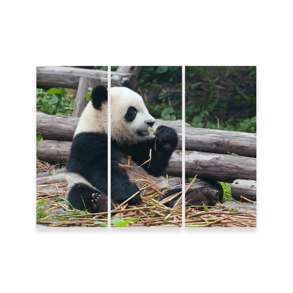 Panda Bear Eating Bamboo Wall Art