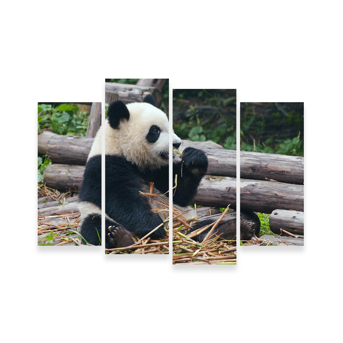 Panda Bear Eating Bamboo Wall Art