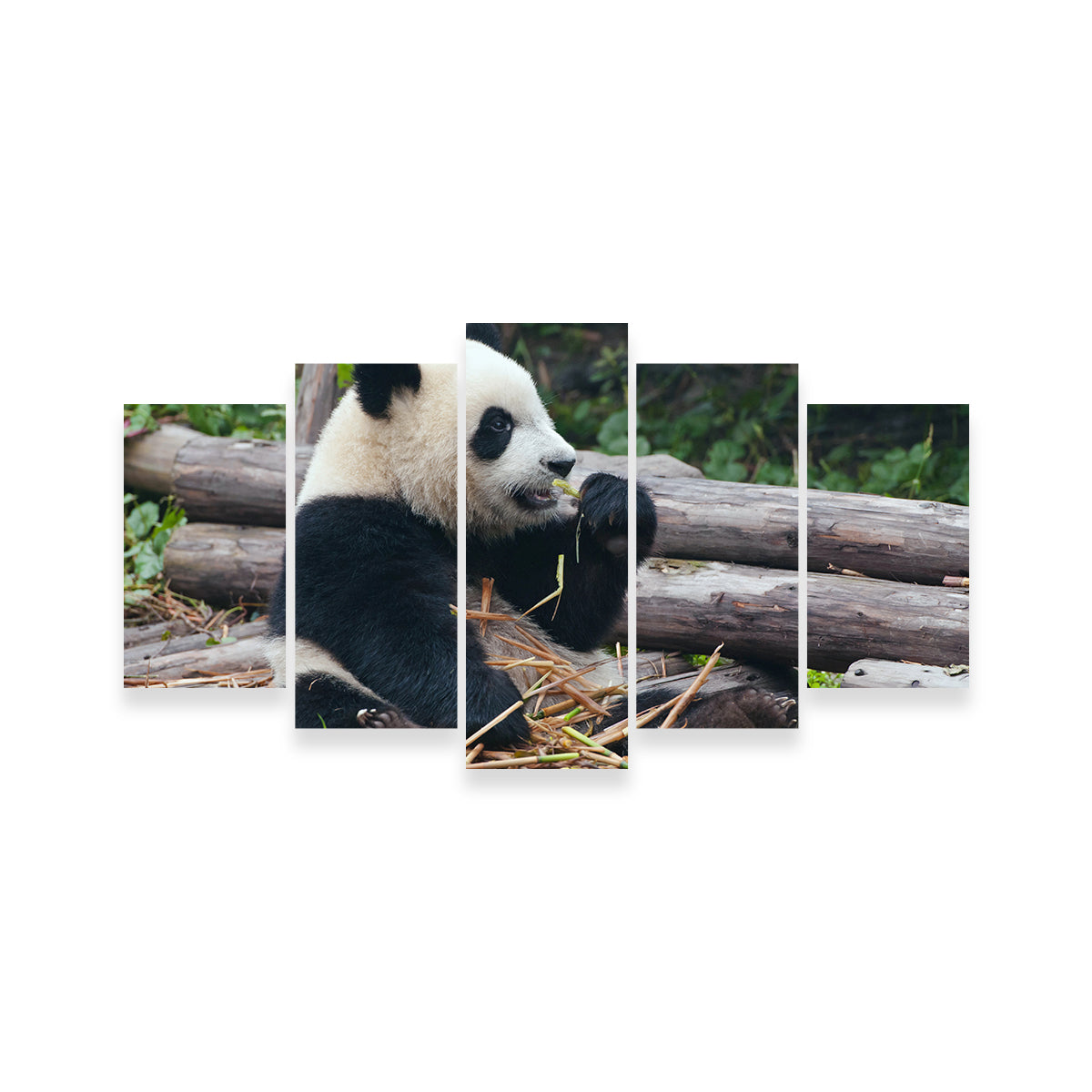 Panda Bear Eating Bamboo Wall Art