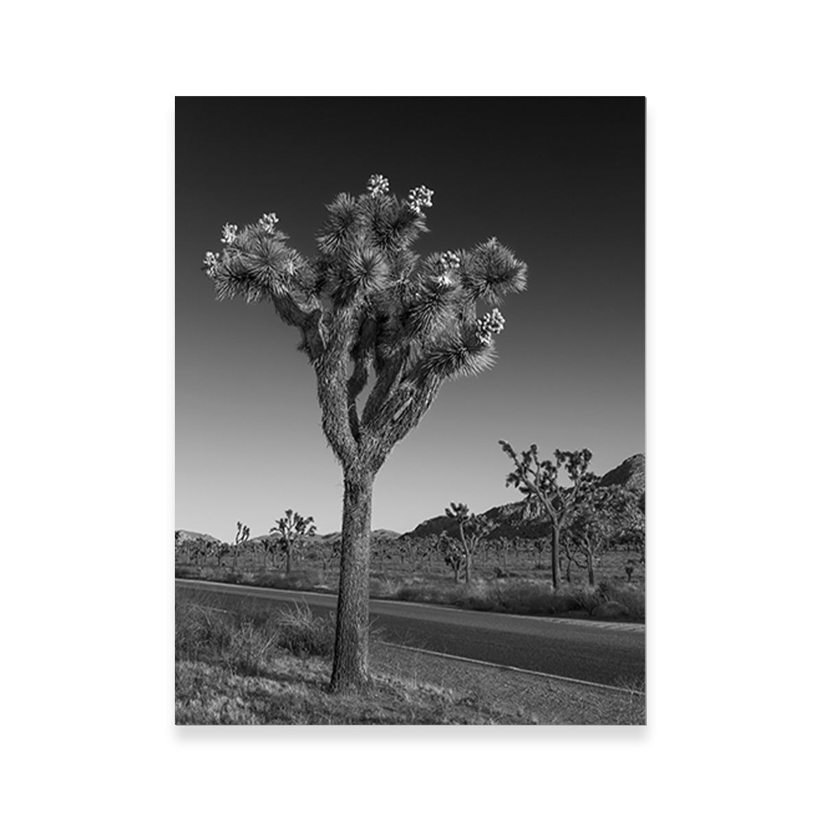 Park Boulevard and Joshua Tree Wall Art
