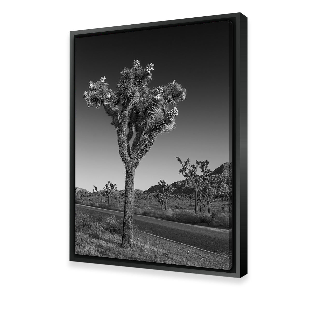 Park Boulevard and Joshua Tree Wall Art