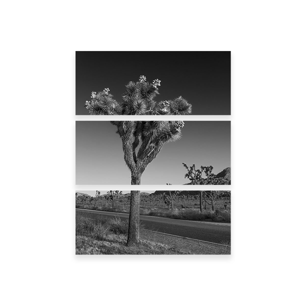 Park Boulevard and Joshua Tree Wall Art