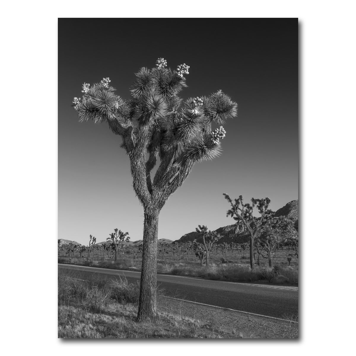 AUTO-MOCKUP WHITE | Park Boulevard and Joshua Tree | 1 Piece | Gallery Wrap Canvas | group=3x4