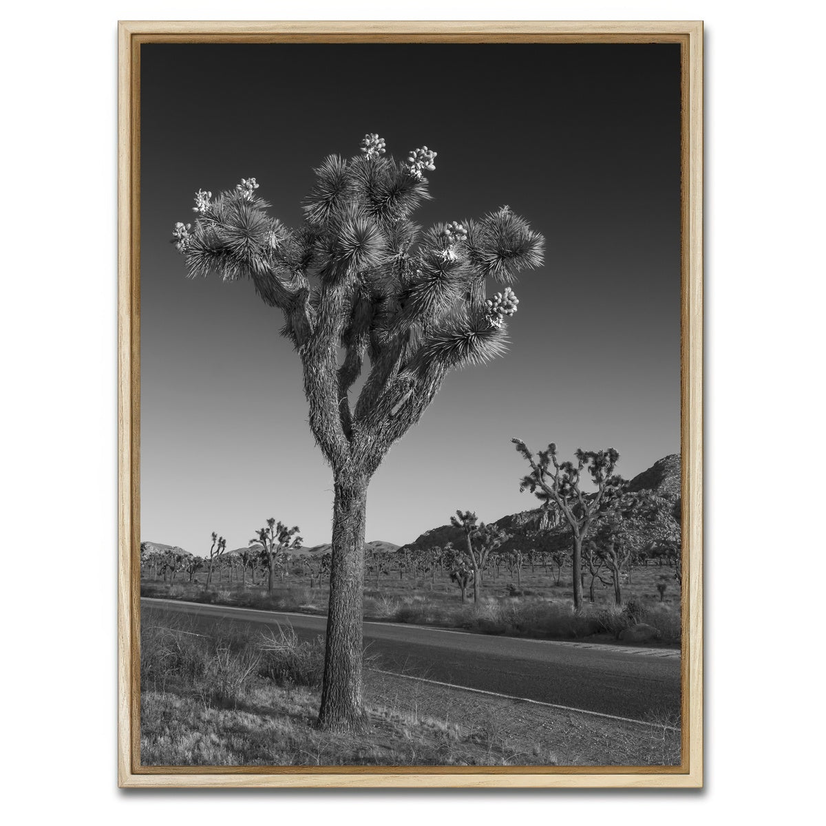AUTO-MOCKUP WHITE | Park Boulevard and Joshua Tree | 1 Piece | Natural Framed Canvas | group=3x4