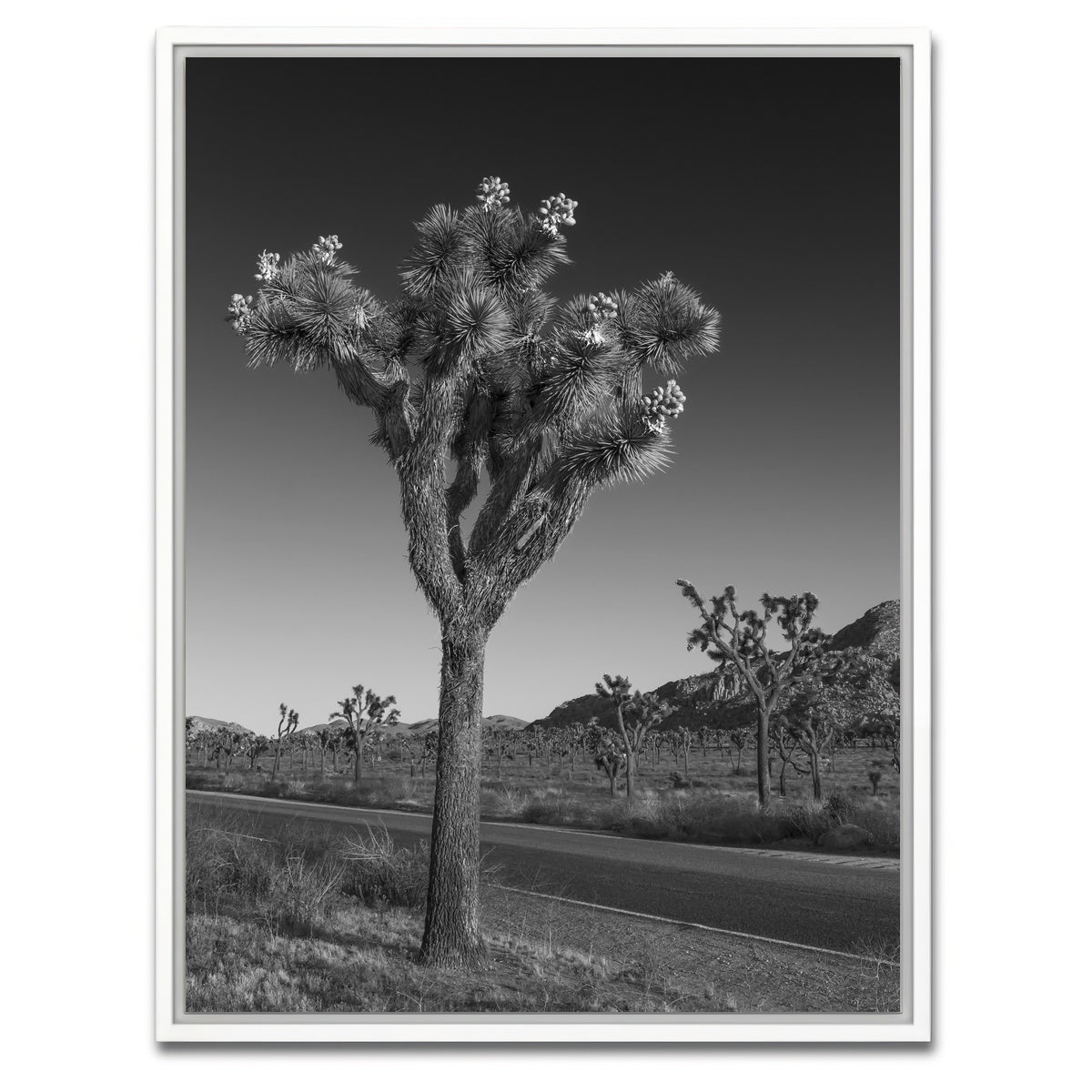 AUTO-MOCKUP WHITE | Park Boulevard and Joshua Tree | 1 Piece | White Framed Canvas | group=3x4