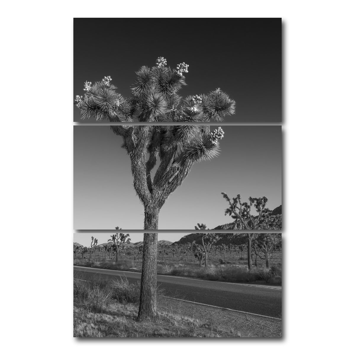 AUTO-MOCKUP WHITE | Park Boulevard and Joshua Tree | 3 Piece | Gallery Wrap Canvas | group=12x24_stacked