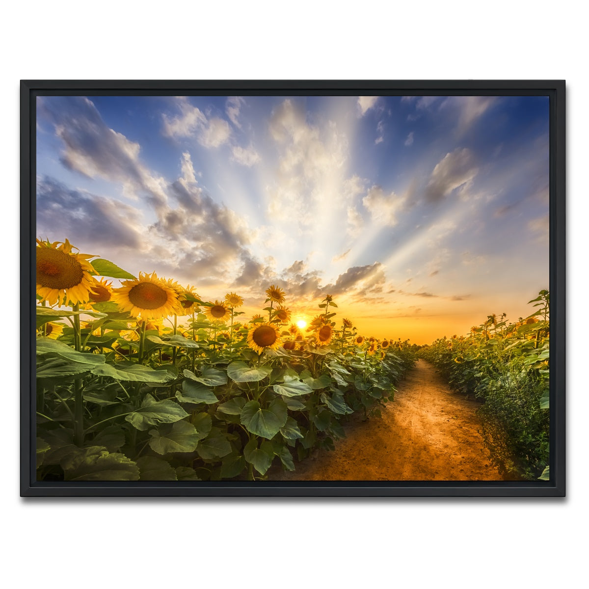 AUTO-MOCKUP WHITE | Path through the sunflower field | 1 Piece | Black Framed Canvas | group=4x3