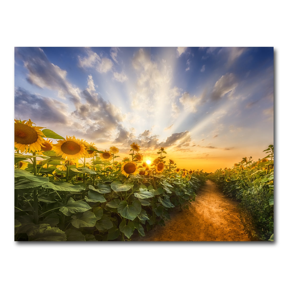 AUTO-MOCKUP WHITE | Path through the sunflower field | 1 Piece | Gallery Wrap Canvas | group=4x3