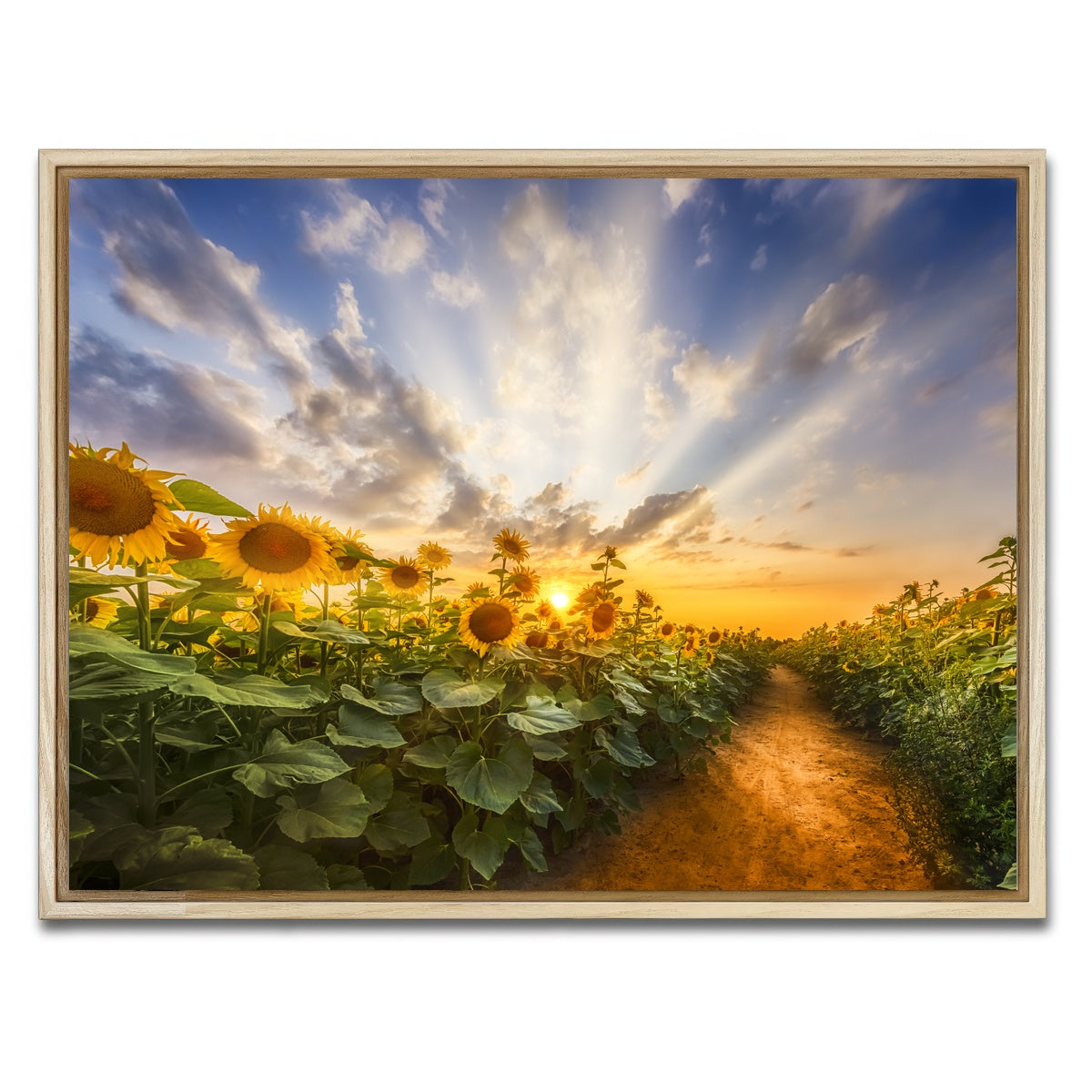 AUTO-MOCKUP WHITE | Path through the sunflower field | 1 Piece | Natural Framed Canvas | group=4x3
