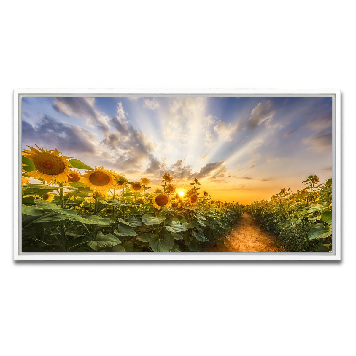 AUTO-MOCKUP WHITE | Path through the sunflower field | 1 Piece | White Framed Canvas | group=2x1