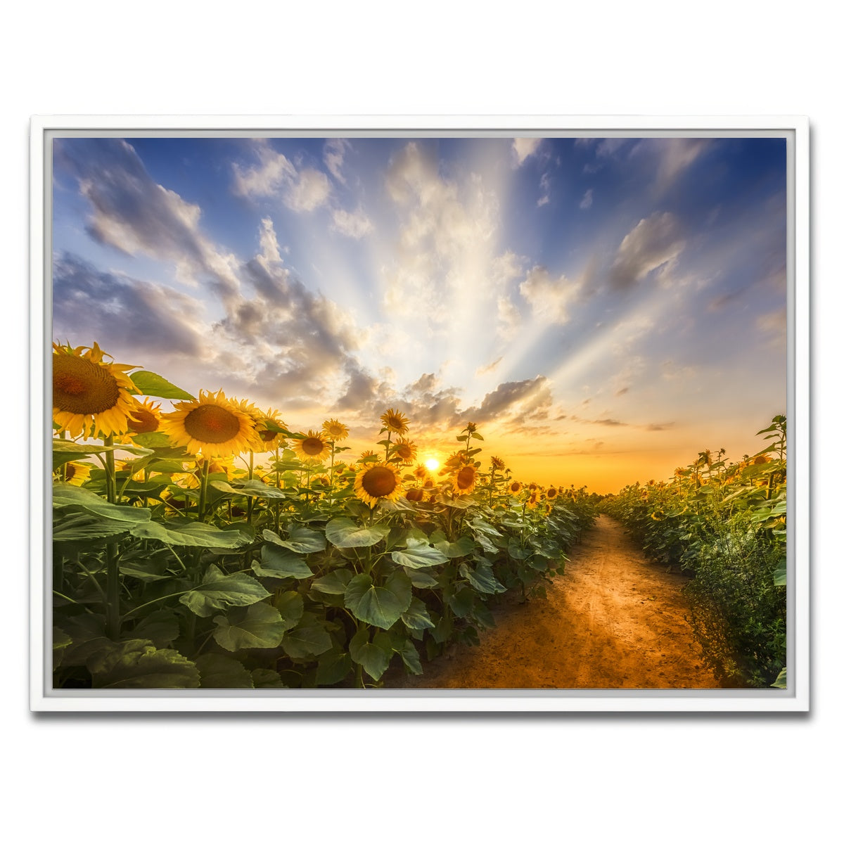 AUTO-MOCKUP WHITE | Path through the sunflower field | 1 Piece | White Framed Canvas | group=4x3