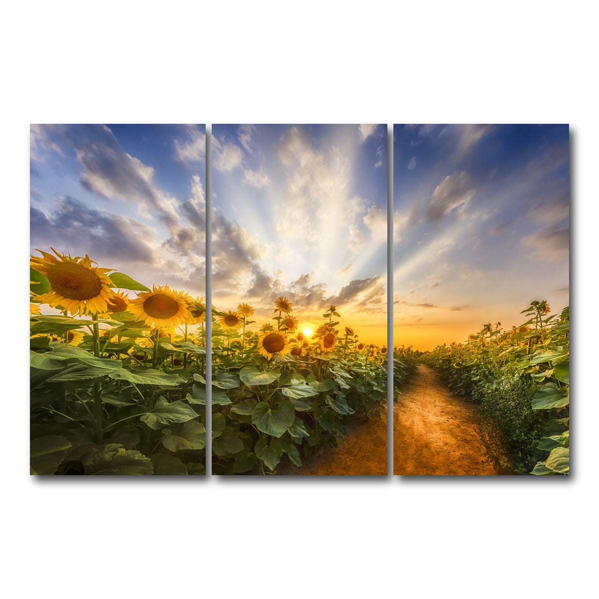 AUTO-MOCKUP WHITE | Path through the sunflower field | 3 Piece | Gallery Wrap Canvas | group=12x24