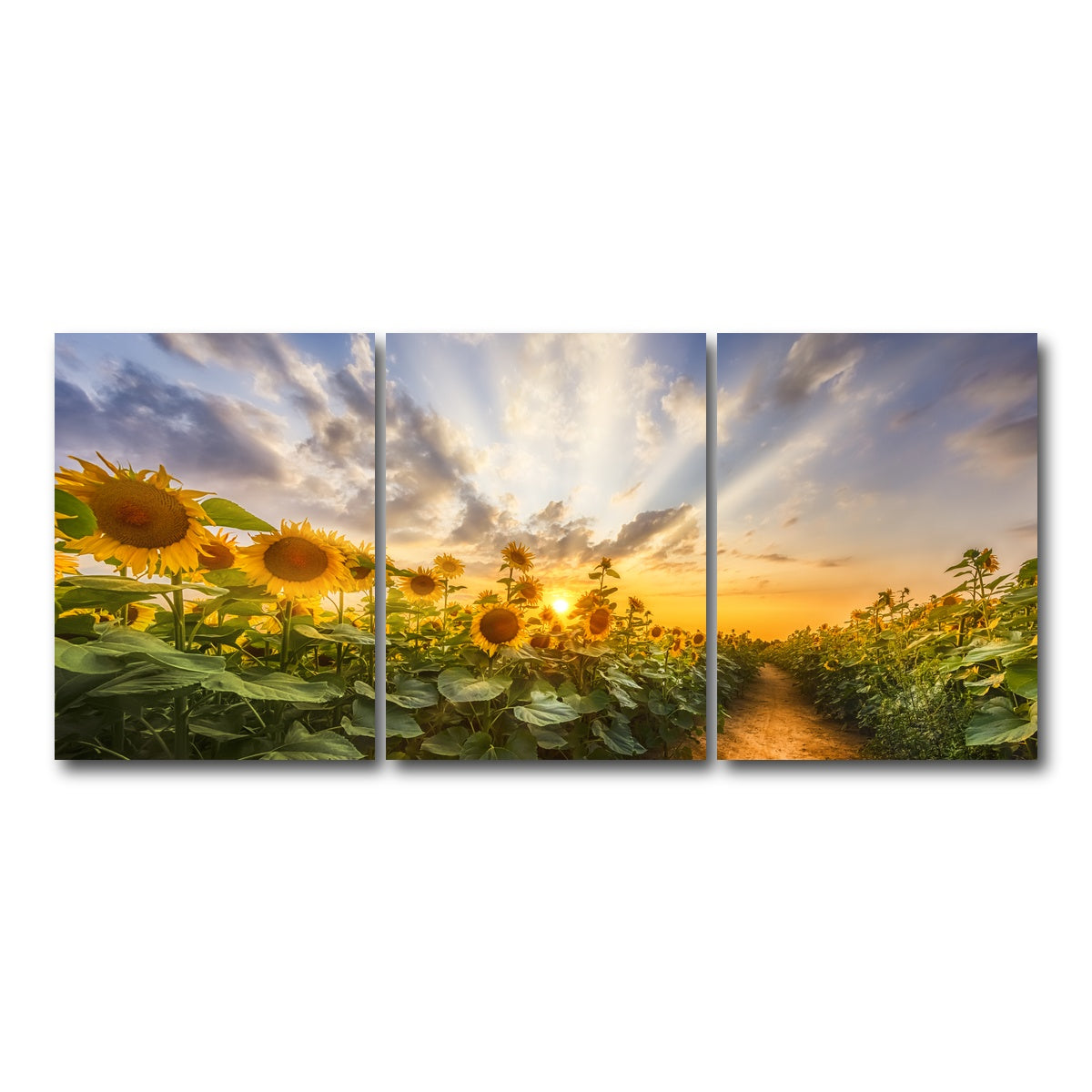 AUTO-MOCKUP WHITE | Path through the sunflower field | 3 Piece | Gallery Wrap Canvas | group=18x24