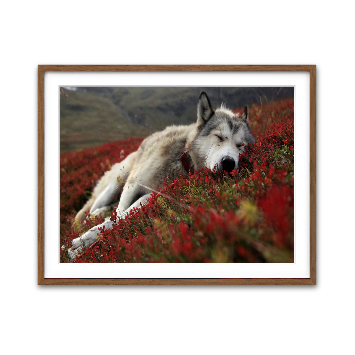 Framed Print 4x3 Walnut