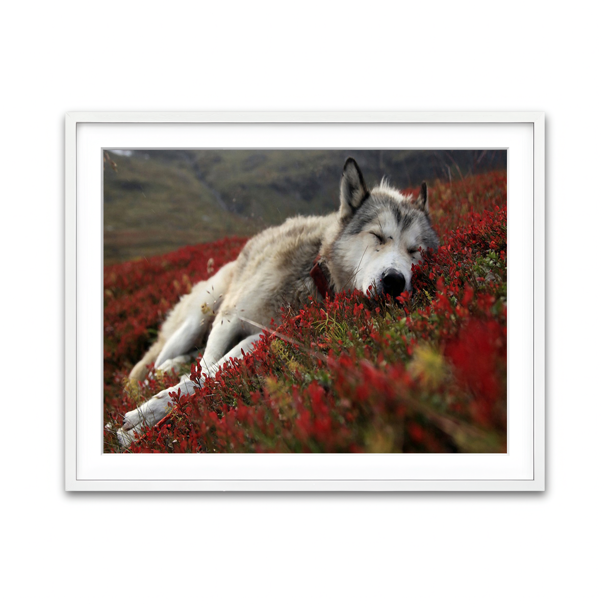 Framed Print 4x3 White