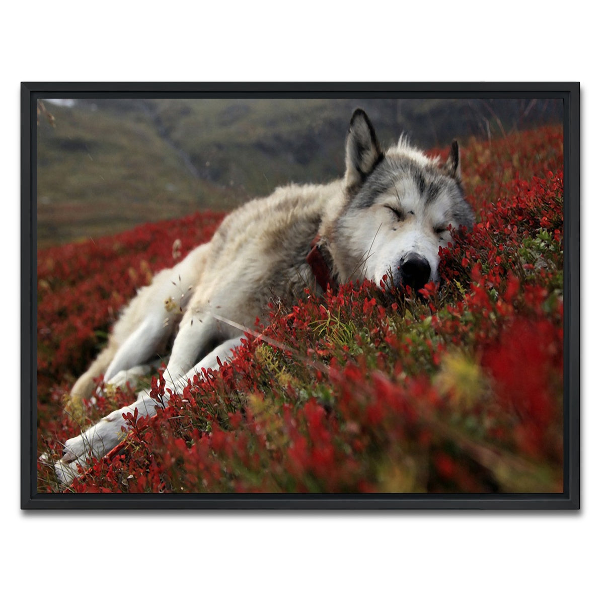 AUTO-MOCKUP WHITE | Peaceful pup | 1 Piece | Black Framed Canvas | group=4x3