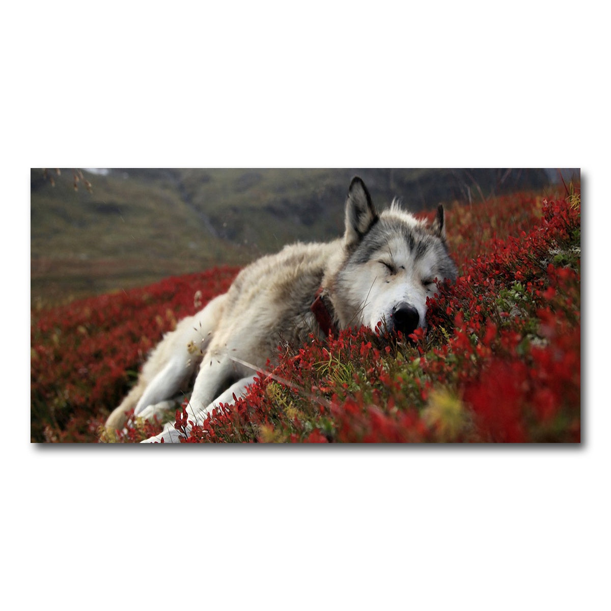 AUTO-MOCKUP WHITE | Peaceful pup | 1 Piece | Gallery Wrap Canvas | group=2x1