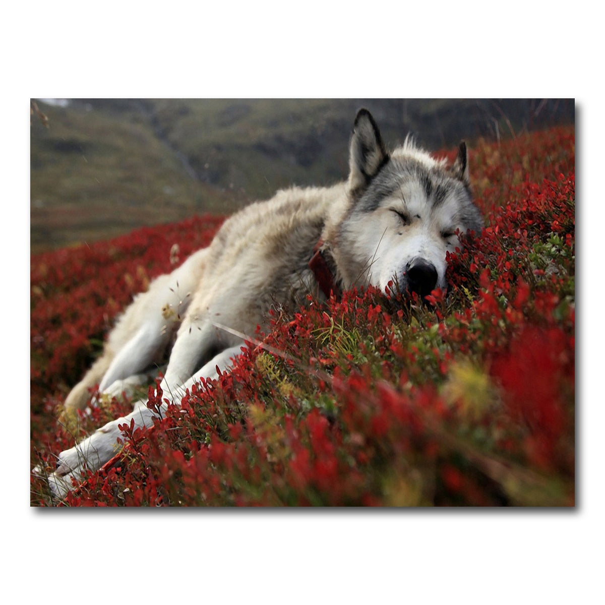 AUTO-MOCKUP WHITE | Peaceful pup | 1 Piece | Gallery Wrap Canvas | group=4x3