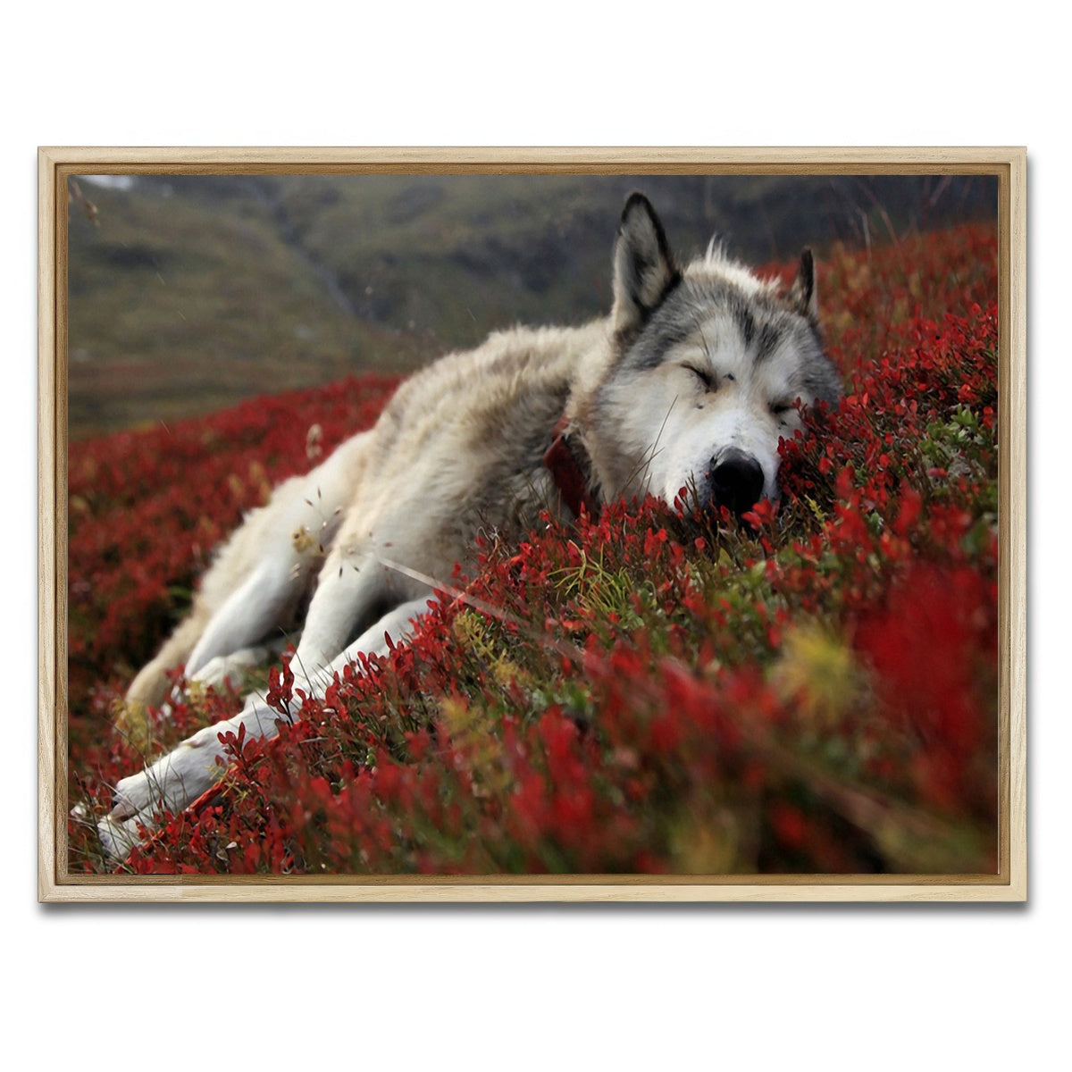 AUTO-MOCKUP WHITE | Peaceful pup | 1 Piece | Natural Framed Canvas | group=4x3
