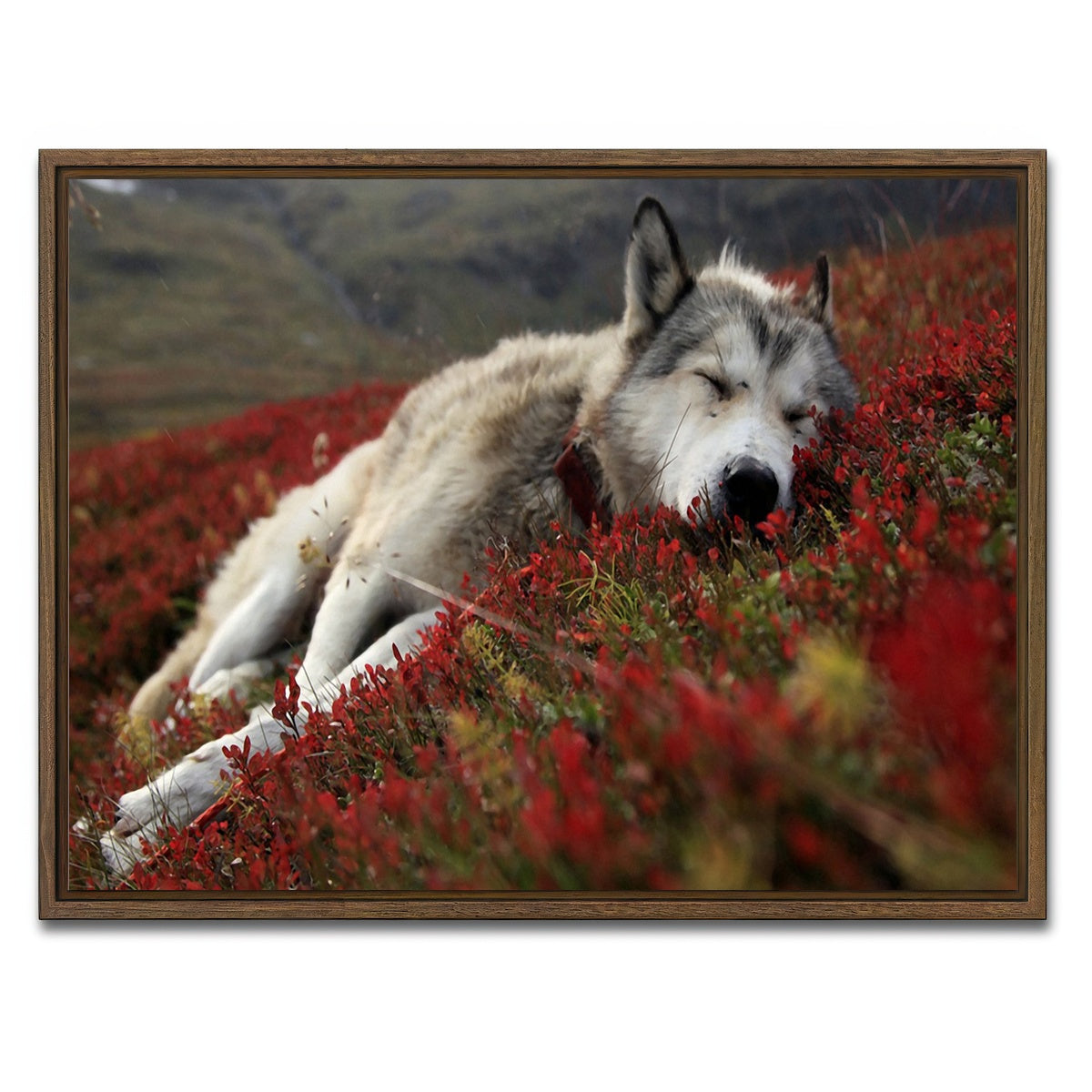 AUTO-MOCKUP WHITE | Peaceful pup | 1 Piece | Walnut Framed Canvas | group=4x3