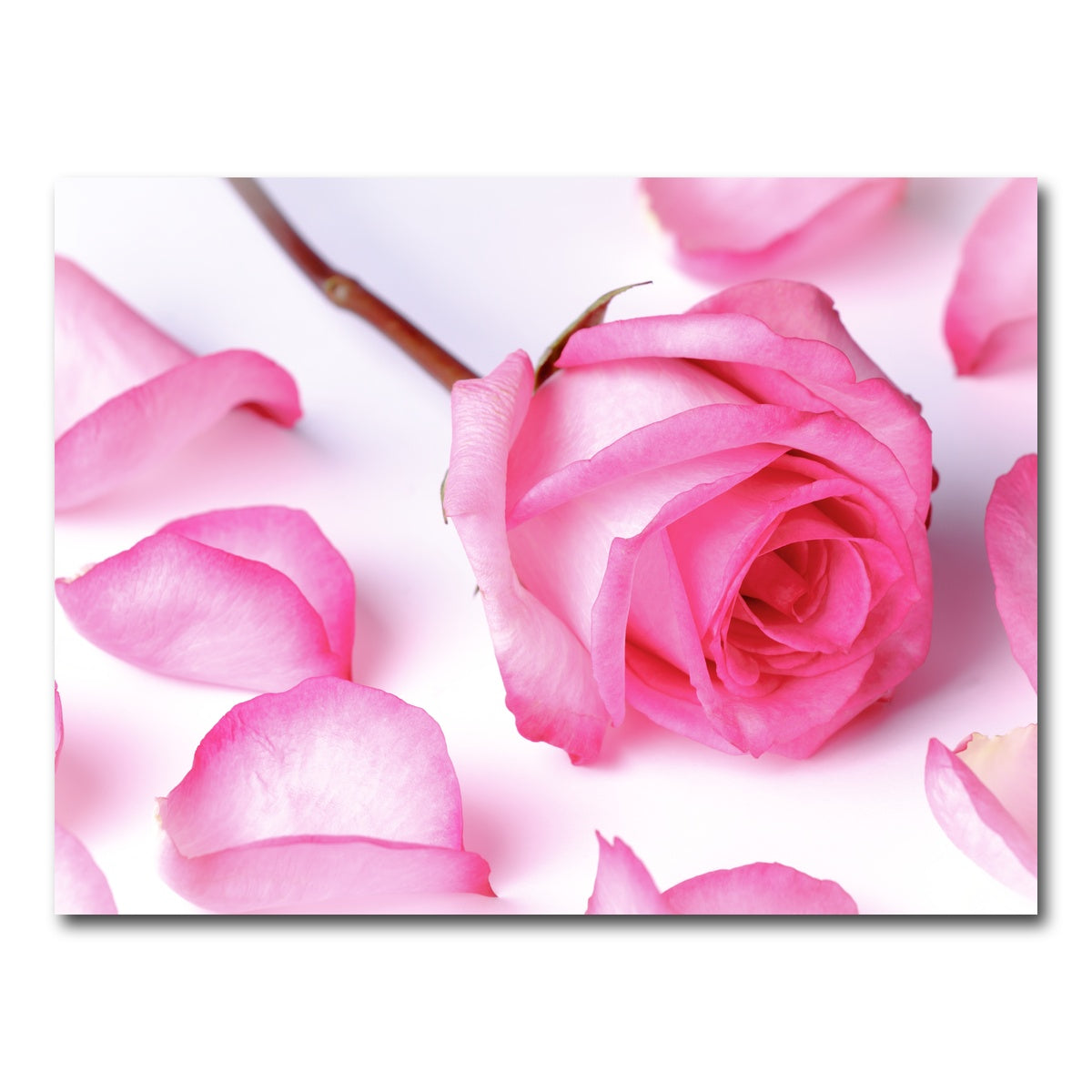 AUTO-MOCKUP WHITE | Pink Rose Petals | 1 Piece | Gallery Wrap Canvas | group=4x3