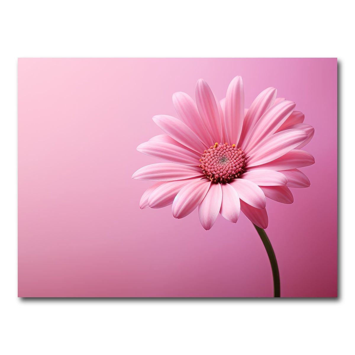 AUTO-MOCKUP WHITE | Pink Sunflower | 1 Piece | Gallery Wrap Canvas | group=4x3