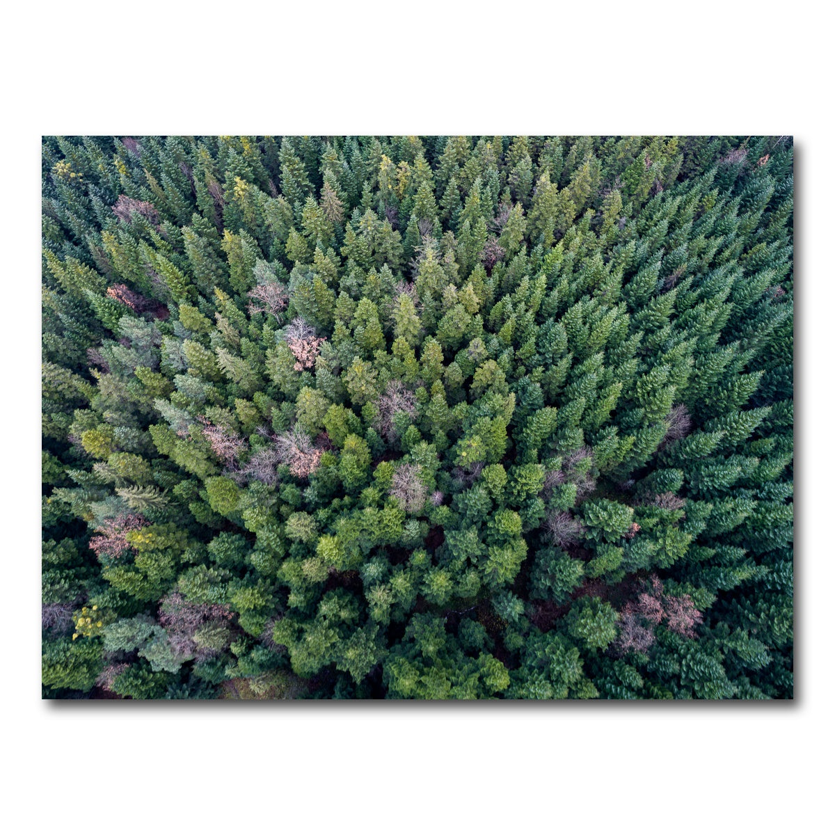 AUTO-MOCKUP WHITE | Pointy Pines | 1 Piece | Gallery Wrap Canvas | group=4x3