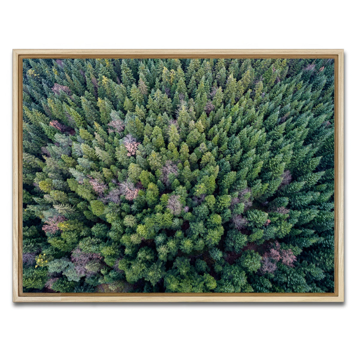 AUTO-MOCKUP WHITE | Pointy Pines | 1 Piece | Natural Framed Canvas | group=4x3